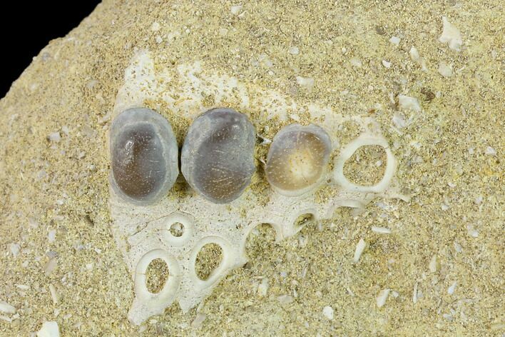 Fossil Fish (Pycnodus) Crushing Mouthplate - Morocco #134194